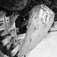 Festival of the Moving&nbsp;Creature